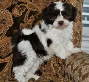 Havanese Puppies For Sale. Text (***) ***-***2