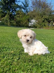 Havanese puppies