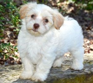 beautifully marked Havanese puppies
