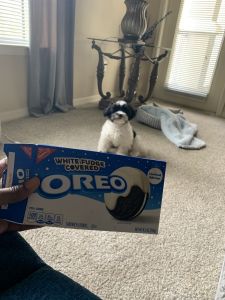 Hi My Name Is Oreo!