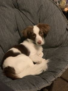 Havanese puppy for sale