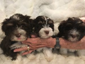 Havanese puppies