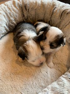 Havanese puppies for sale