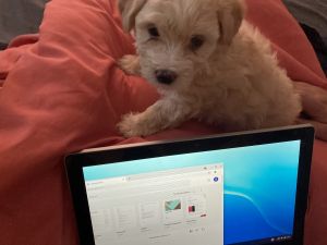 Havanese puppies for sale