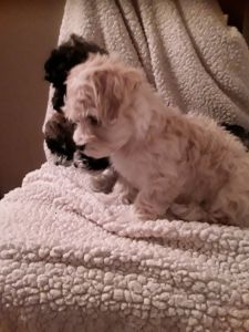 Havanese Poodle mix