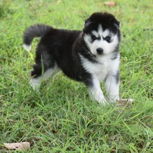 Husky Puppies For Sale