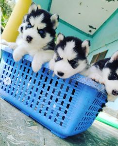 Husky Puppies For Sale