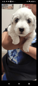 Sweet loving havapoo that loves giving kisses and loves to cuddle