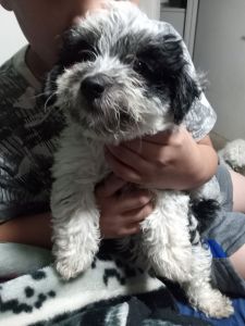 Sweet,loving,healthy,active havapoo