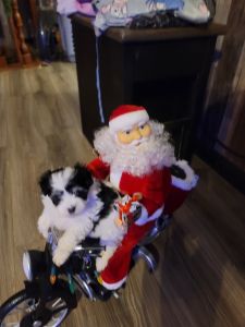 Puppy looking for forever home