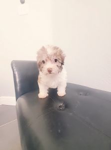 Havapoo Puppies in Houston