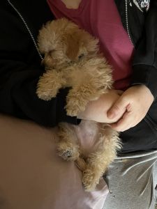 4 month old havapoo