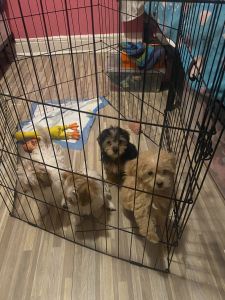 Puppies for sale