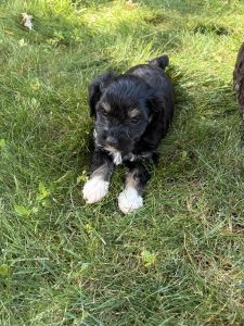 Mittens looking for forever home