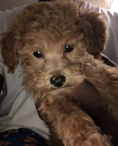 Very playful and friendly and he is also trained to use wee wee pads