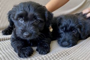 Havapoo Pups for sale