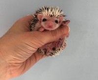 Hedgehogs, hedgehog