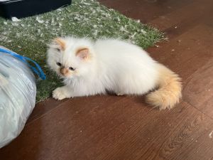 Beautiful Himalayan Kitten