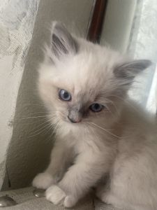 “Precious Himalayan Kittens Looking for Their Forever Family