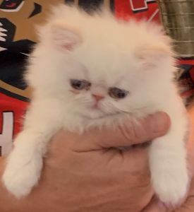 Himalayan Persian Flames - need a good home