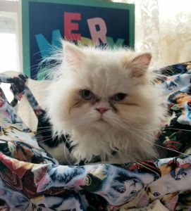 Beautiful long hair Persian with blue eyes