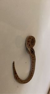 Anaconda hognose for sell