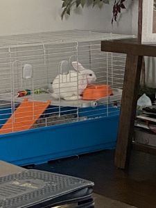 Free rabbit to a good home