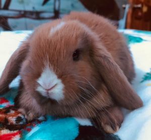 Holland Lop bunnies