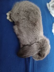 Baby bunnies for sale