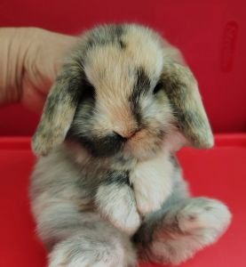 *** RABBITS LOPS BUNNY RABBIT DWARFS