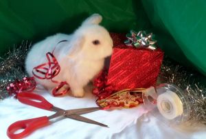 Blue Eyed White Holland Lop Bunnies Gaston County