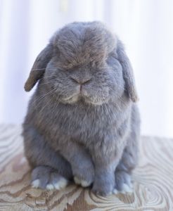 BUNNIES FOR VALENTINES AND EASTER