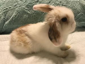 Holland Lop Bunnies- 2 Does