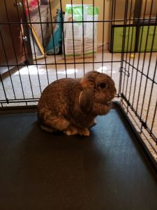 Female Holland Lop Bunnies