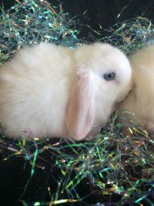 Blue eyed Holland Lop bunnies