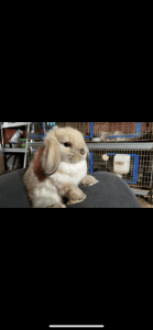 Looking to rehome a male holland lop