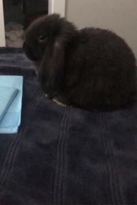Baby Holland lop