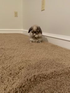 Cute Holland Lop bunny