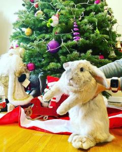 Rabbit looking for a new home