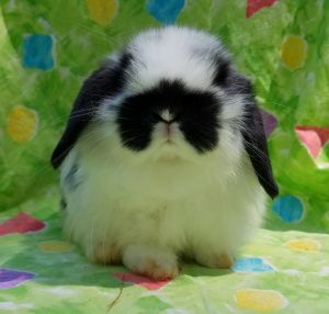 Holland Lop Bunnies