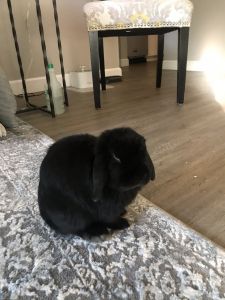 Holland lop mini