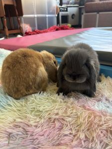 Dwarf Holland Lop Bunnies-Bonded Set