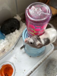 2 Same Liter Male Young Mice with habitat and accessories