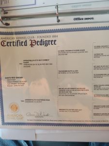 Hungarian vizsla puppies AKC registered