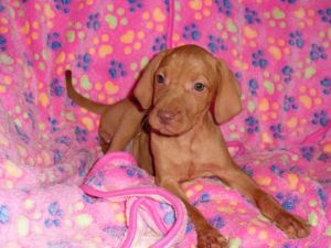hungarian vizsla pups