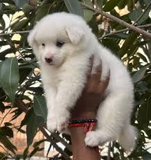 very cute pomranien puppies for avbl ***