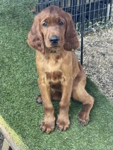 AKC Irish Setter puppies