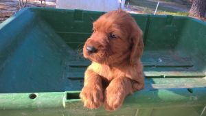 AKC Irish setter puppies