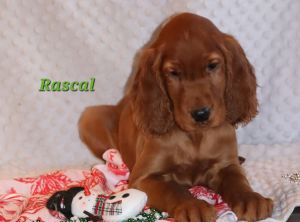 Akc irish setter puppies