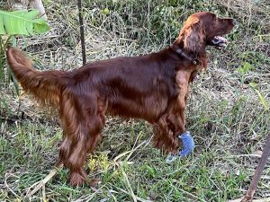 Irish Setter Puppies expected Winter 2024 on Kauai.
